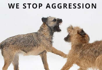 14179-Border-Terrier-bitch-play-fighting-with-her-grown-up-pup-white-background