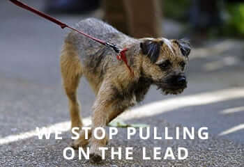 border-terrier-dog-pulls-on-his-leash-england-united-kingdom-A1E2GC
