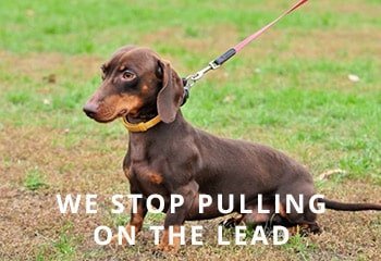dachshund-leash-training-1