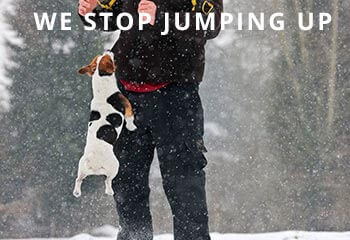 jack-russell-terrier-dog-jumping-up-against-owner-in-the-snow-during-D2NB61_InPixio