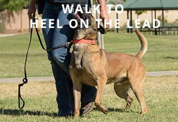 Walk-to-heel-on-the-lead