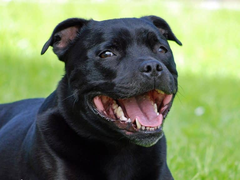 Staffordshire Bull Terrier Training 121 Home Visits in