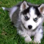 cute-siberian-husky-puppy-sitting-on-grass-puppies-wallpaper-2